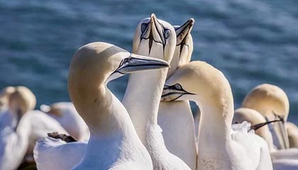 kaiyun-皇马引援不断，力求在欧冠中再创辉煌