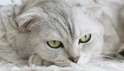 kaiyun-皇马引援不断，力求在欧冠中再创辉煌